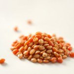 Pomidor Tomato Seeds
