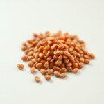 بذور طماطم النمر 10 بذور (Solanum lycopersicum) طماطم النمر