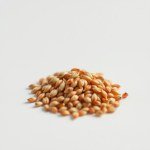 بذور طماطم بلحية حمراء 10 بذور (Solanum lycopersicum) طماطم بلحية حمراء