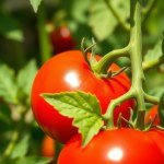 بذور طماطم شيري 10 بذور Black (Solanum lycopersicum var. cerasiforme) طماطم شيري سوداء
