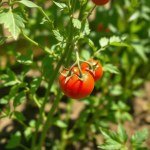 بذور طماطم شيري أصفر 10 بذور (Solanum lycopersicum var. cerasiforme) طماطم شيري أصفر