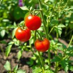 Red Cherry Tomato Seeds 10 Seeds