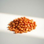 Miracle Tomato Seeds 10 Seeds