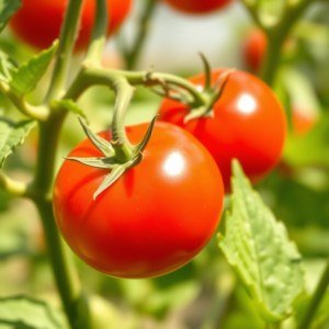 Cherry Mix Tomato Seeds 10 Seeds
