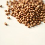 بذور طماطم هولندي 10 بذور (Solanum lycopersicum) طماطم هولندي