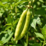 Green Bean Seeds