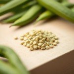 Green Bean Seeds