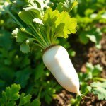 بذور فجل أبيض (Raphanus sativus var. longipinnatus) فجل أبيض