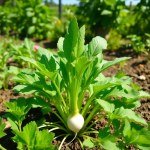 بذور فجل أبيض (Raphanus sativus var. longipinnatus) فجل أبيض