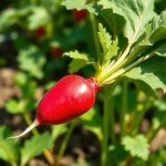 Red Radish Seeds