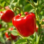 بذور فلفل أحمر حلو 5 بذور (Capsicum annuum) فلفل أحمر حلو