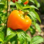 بذور فلفل ألوان برتقالي 5 بذور (Capsicum annuum) فلفل برتقالي