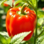 بذور فلفل ألوان ميكس 10 بذور (Capsicum annuum) فلفل ألوان