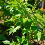 بذور فلفل ألوان ميكس 10 بذور (Capsicum annuum) فلفل ألوان