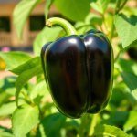 بذور فلفل رومي أسود 5 بذور (Capsicum annuum) فلفل رومي أسود