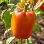 Sweet Bell Pepper Seeds