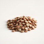 Sweet Bell Pepper Seeds
