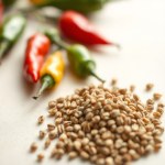 بذور فلفل زينة 10بذور (Capsicum annuum) فلفل زينة
