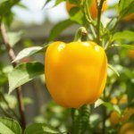 Yellow Pepper Seeds 10 Seeds