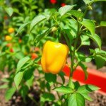 بذور فلفل مكسيكي أصفر 5 بذور (Capsicum annuum) فلفل مكسيكي أصفر