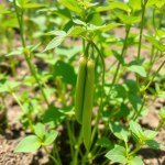 Seeds (Vicia faba)