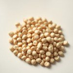 Seeds (Vicia faba)