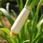 Leek Seeds (Korrat)