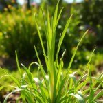 Leek Seeds (Korrat)
