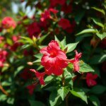 بذور كركديه (Hibiscus sabdariffa) كركديه