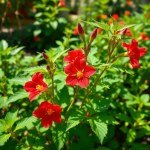 بذور كركديه (Hibiscus sabdariffa) كركديه