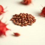 بذور كركديه (Hibiscus sabdariffa) كركديه