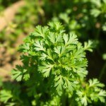 بذور كزبرة بلدي (Coriandrum sativum) كزبرة بلدي
