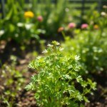بذور كزبرة بلدي (Coriandrum sativum) كزبرة بلدي