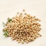 بذور كزبرة بلدي (Coriandrum sativum) كزبرة بلدي