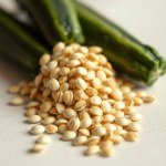 بذور كوسة (Cucurbita pepo) كوسة