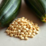 بذور كوسة إسكندراني (Cucurbita pepo var. cylindrica) كوسة إسكندراني