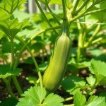 بذور كوسة صفار البيض 3 بذور (Cucurbita pepo var. cylindrica) كوسة صفار البيض