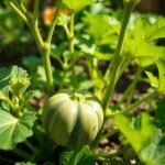 بذور كوسة كروية 3 بذور (Cucurbita pepo var. round) كوسة كروية