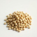 Seeds (Cucurbita pepo var. cylindrica)