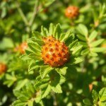 بذور كوكيا (Kochia scoparia) كوكيا