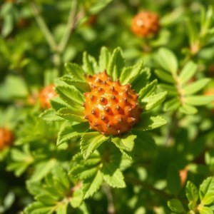 بذور كوكيا (Kochia scoparia) كوكيا