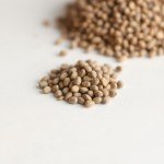 بذور كوكيا (Kochia scoparia) كوكيا