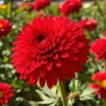 بذور أقحوان أراولا (Arrola Chrysanthemum Seeds) 10 بذور