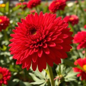 بذور أقحوان أراولا (Arrola Chrysanthemum Seeds) 10 بذور