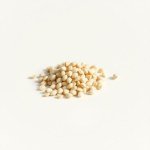 بذور أقحوان أراولا (Arrola Chrysanthemum Seeds) 10 بذور