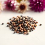 بذور أقحوان الثلاث ألوان (Tricolor Daisy Seeds)
