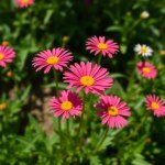 بذور أقحوان تاجي (Crown Daisy Seeds) 20 بذرة