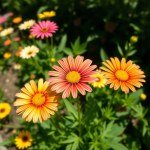 بذور أقحوان فارسي (Persian Chrysanthemum Seeds) 10 بذور