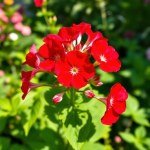 بذور إبرة الراعي الجيرانيوم ميكس (Geranium Mix Seeds) 10 بذور