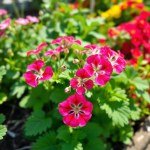 بذور إبرة الراعي الجيرانيوم ميكس (Geranium Mix Seeds) 10 بذور